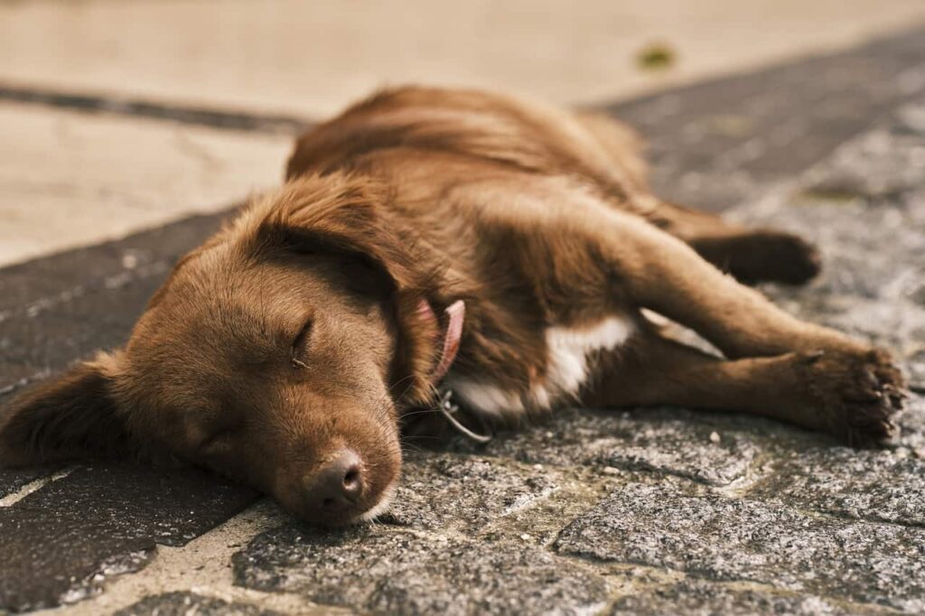 Do Dogs Like Being Petted While Sleeping