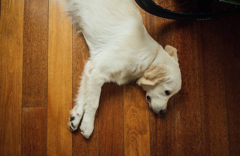 Understanding Dog Body Language: Why Dogs Lay Down When You Approach