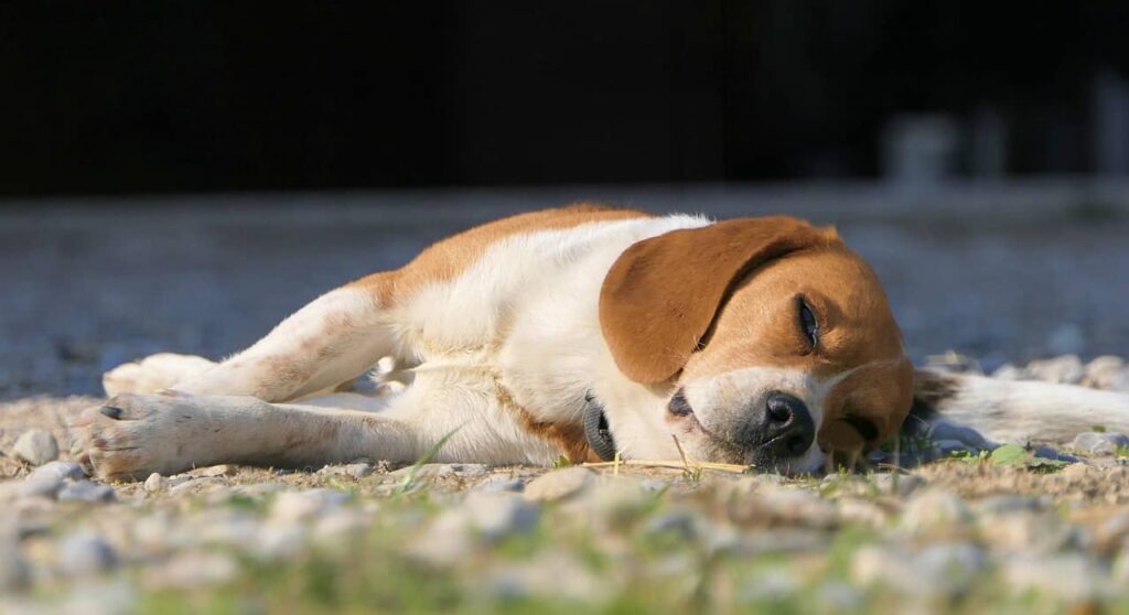 Dogs Sleeping