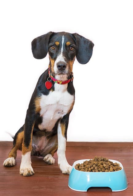 dog food bowl