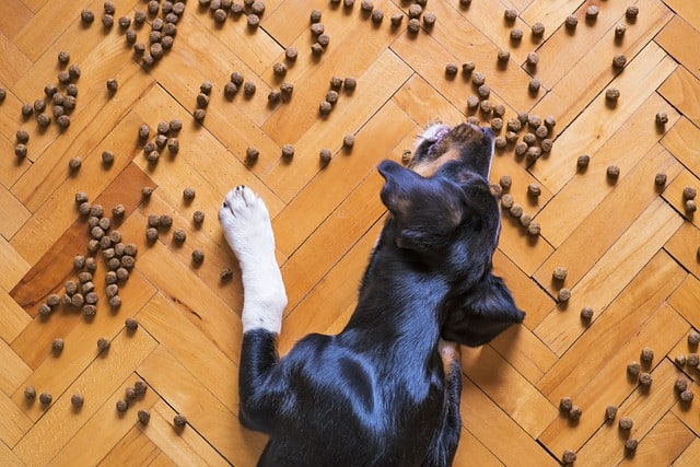 why does my dog nudge his food bowl before eating