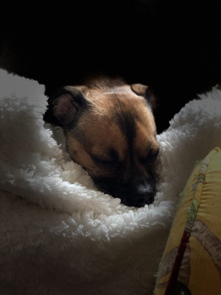 dog on blanket.