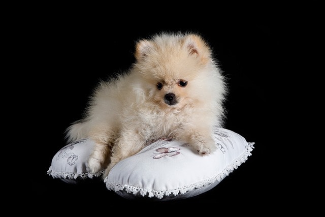 dog and pillow
