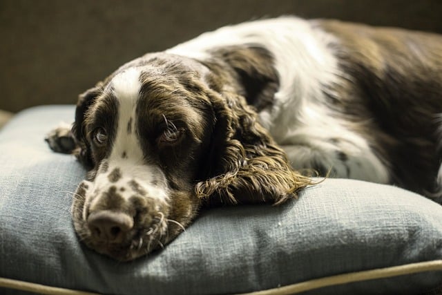 The Surprising Reasons Behind Why Do My Dog Lick My Pillow