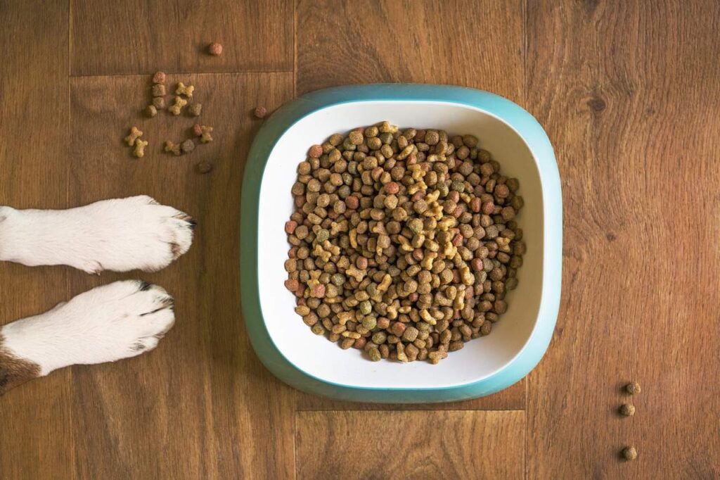 dog food bowl 