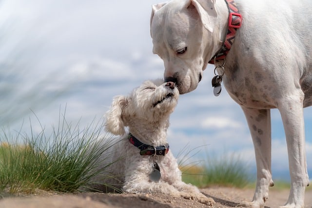 Dog Jealous of Other Dogs