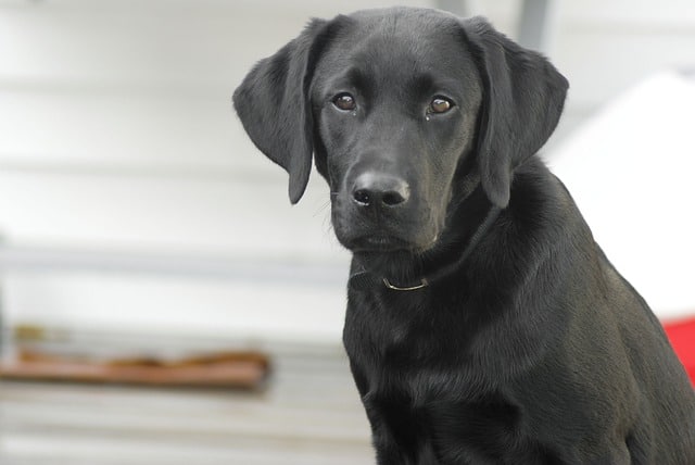 Labrador