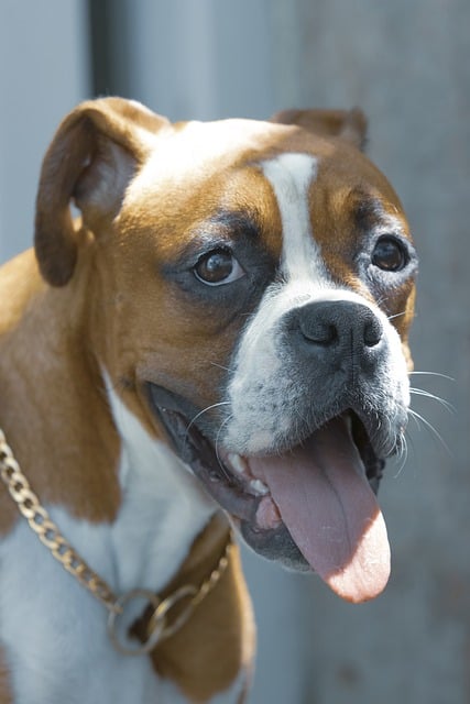 boxer dog