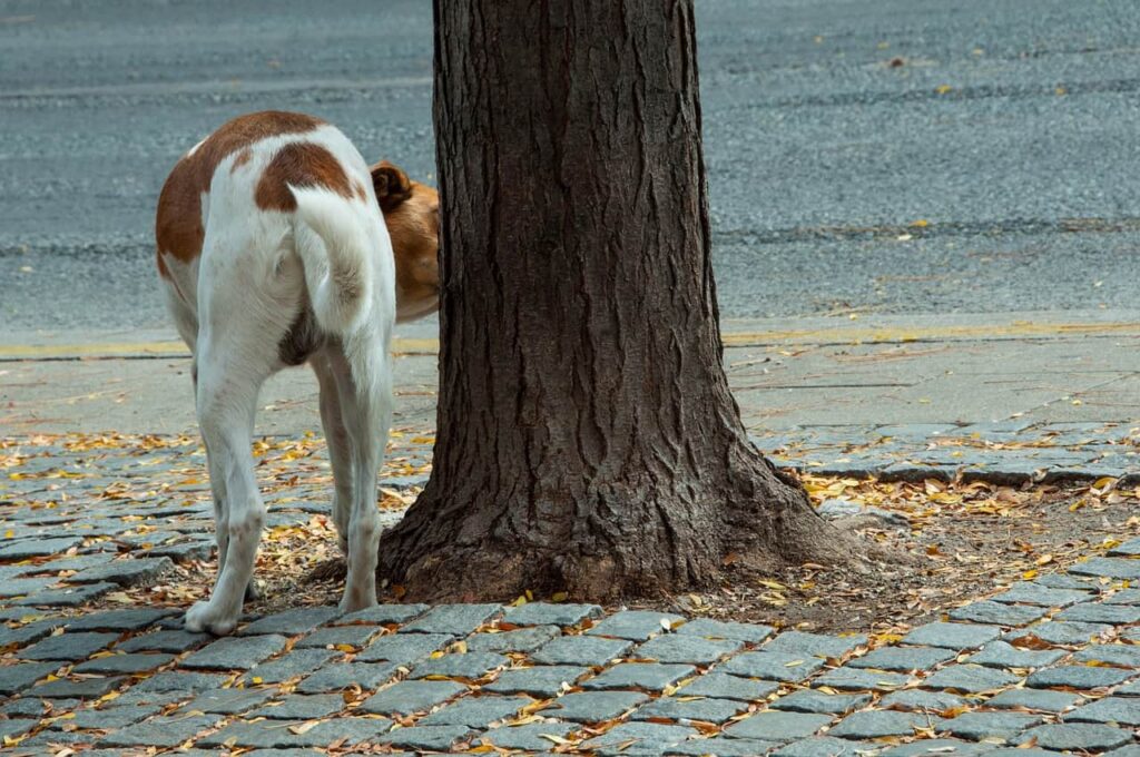 why do male dogs lick female dog's pee