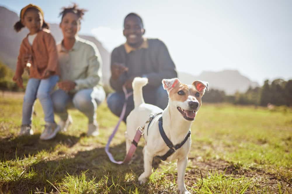 black family child pet dog nature park environmental garden sustainability grass land jack russell terrier walk man black woman child with animal canine fun relax activity
