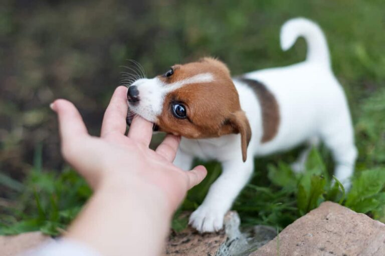 Puppy Socialization Techniques: Why socialization is so crucial to puppy behavior
