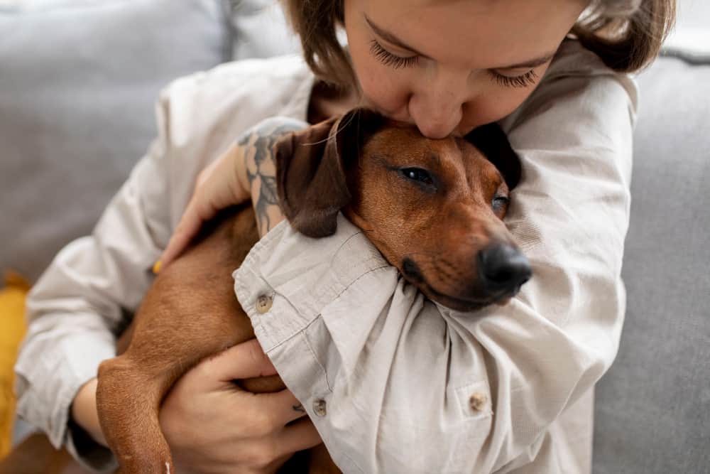 close up beautiful dachshund hugged by owner