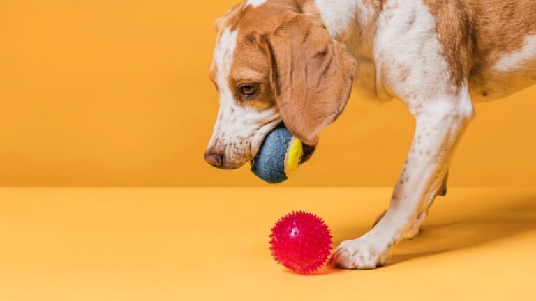 Understanding and Addressing Dog Aggression with Toys : A Comprehensive Guide