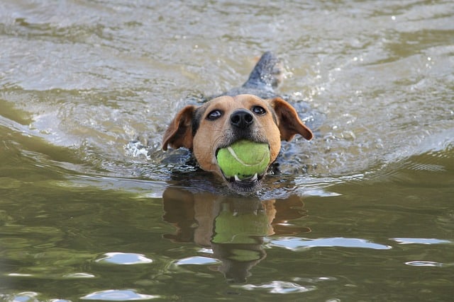 Swimming Exercises for Dogs with Hip Dysplasia