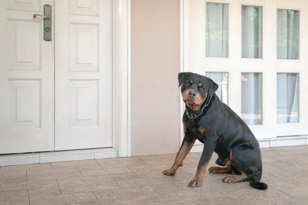 Dog at the Doorbell