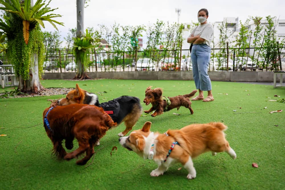 happy dogs welsh corgi pembroke with friends play exercise together pet park with artificial grass