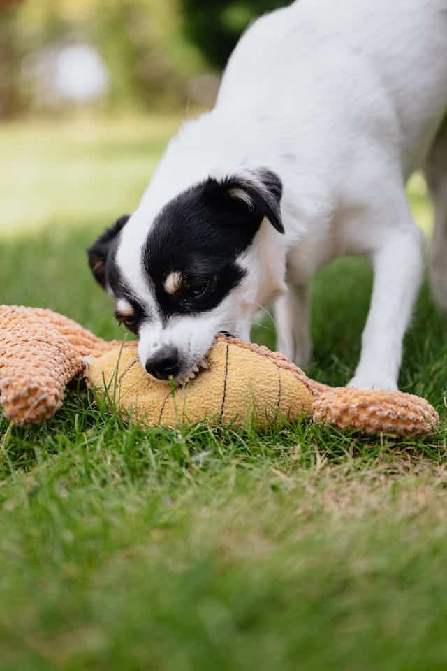 Dog with Toy
