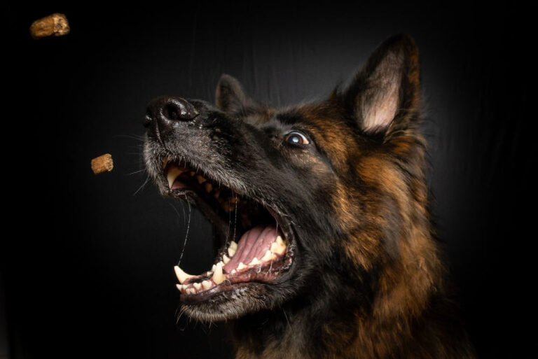 Decoding the Difference: Dog Aggression vs Dominance