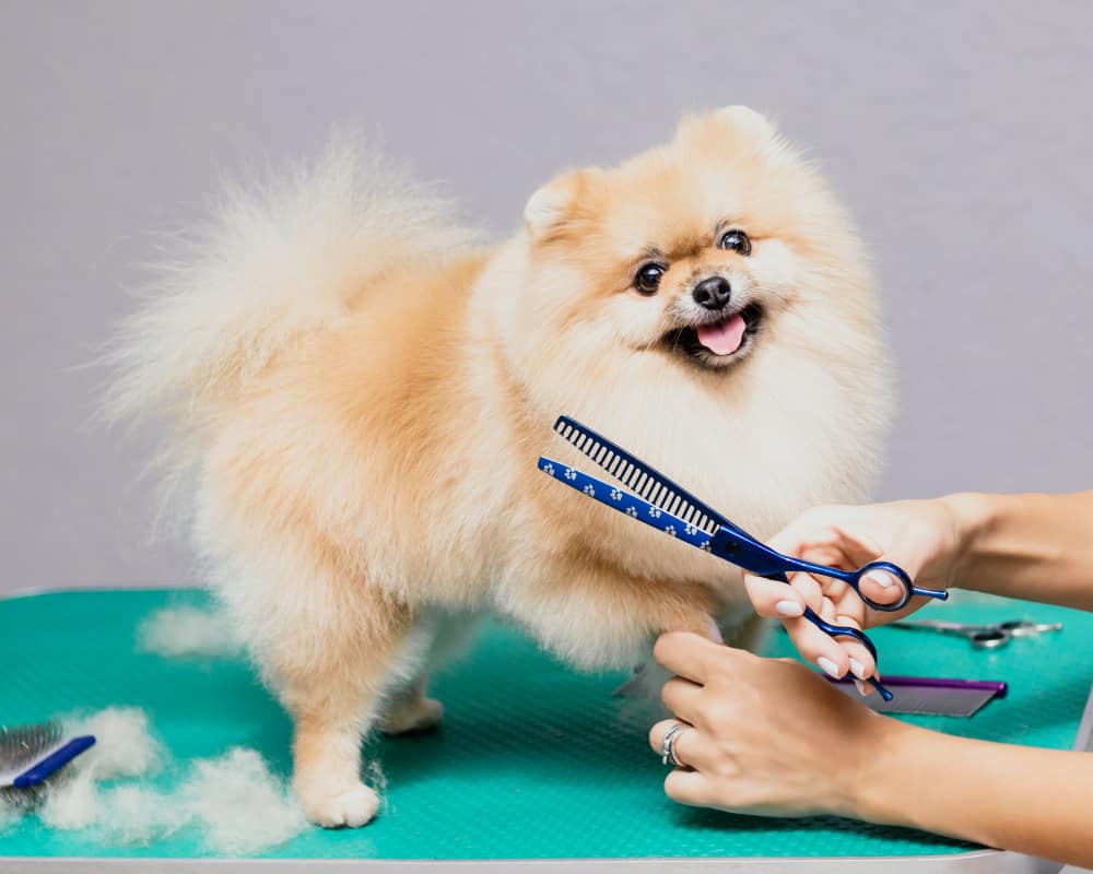 happy cute pomeranian dog getting groomed salon
