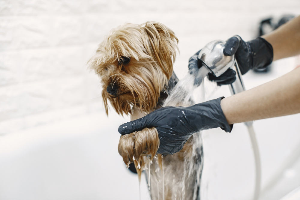 washing process small dog bathroom dog washed by professional